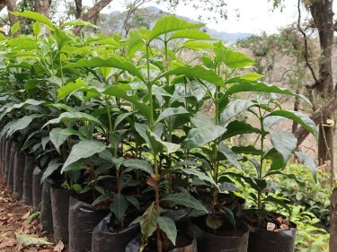 Eindrücke von der Kaffee-Plantage in Guatemala