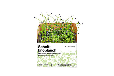Herbeus Micro Greens Schnittknoblauch