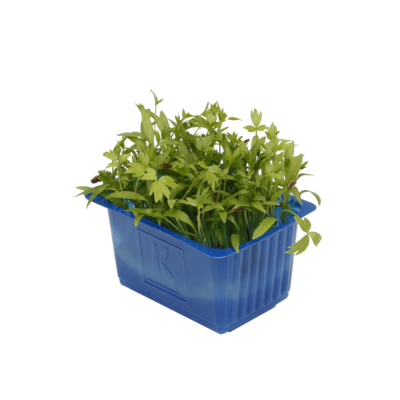 Motti Cress