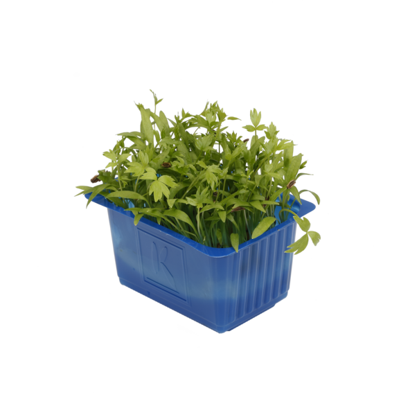 Motti Cress Motti Cress