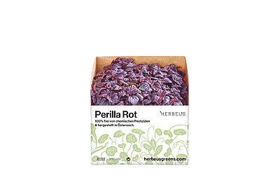 Herbeus Micro Greens Perilla Rot