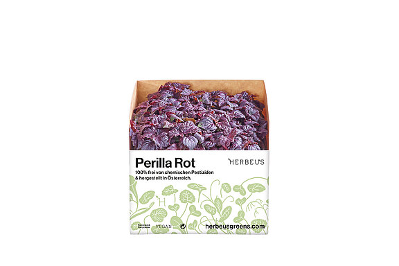 Herbeus Micro Greens Perilla Rot Herbeus Micro Greens Perilla Rot