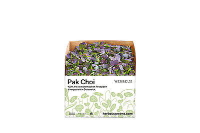 Herbeus Micro Greens Pak Choi