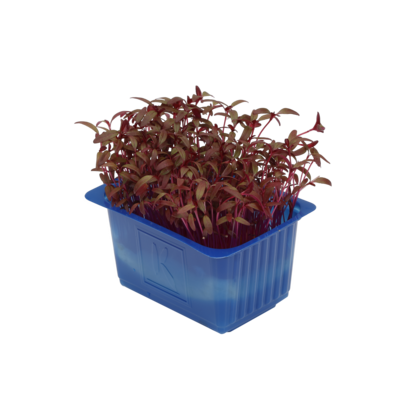 Scarlet Cress