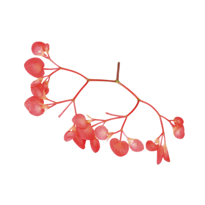 Apple Blossom