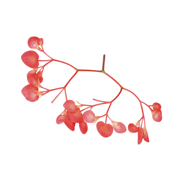 Apple Blossom