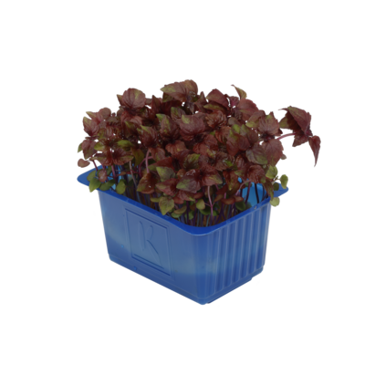 Shiso Purple