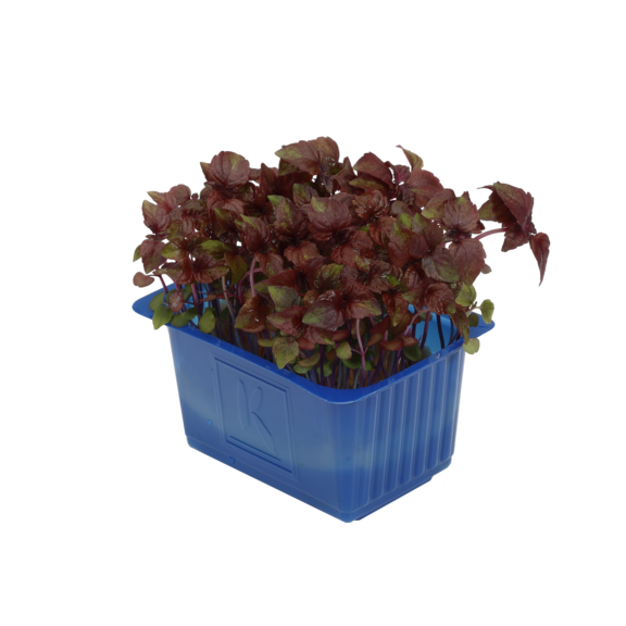 Shiso Purple Shiso Purple