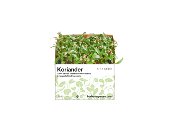 Herbeus Micro Greens Coriander Herbeus Micro Greens Coriander