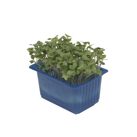 Brocco Cress