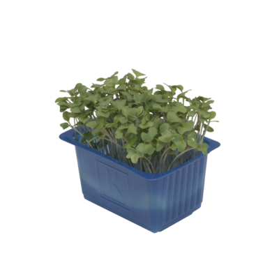 Brocco Cress