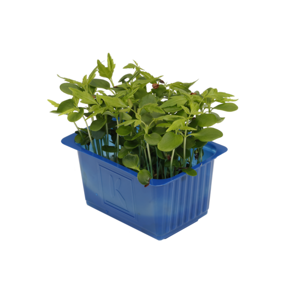 Tahoon Cress Tahoon Cress