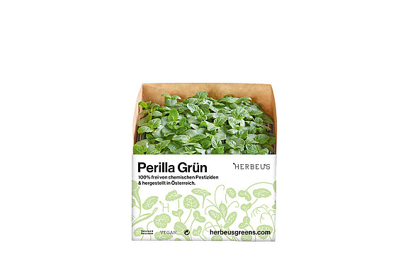 Herbeus Micro Greens Perilla Grün Herbeus Micro Greens Perilla Grün