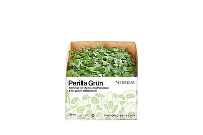 Herbeus Micro Greens Perilla Grün