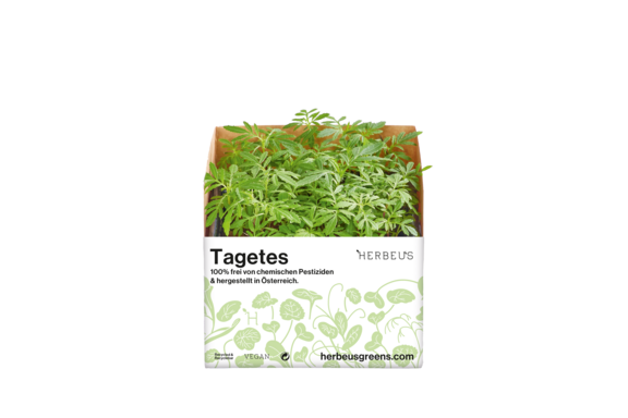 Herbeus Micro Greens Tagetes Herbeus Micro Greens Tagetes