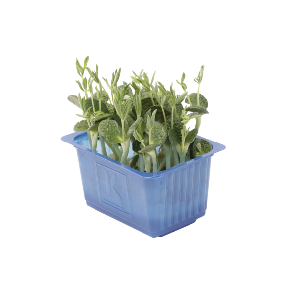 Lupine Cress Lupine Cress