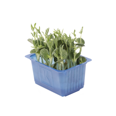 Lupine Cress