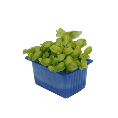Basil Cress