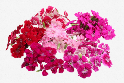 Fivola Blossom