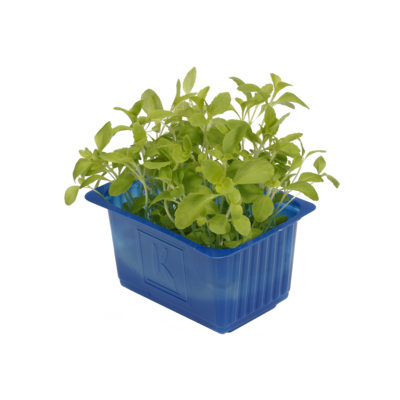 Honny Cress