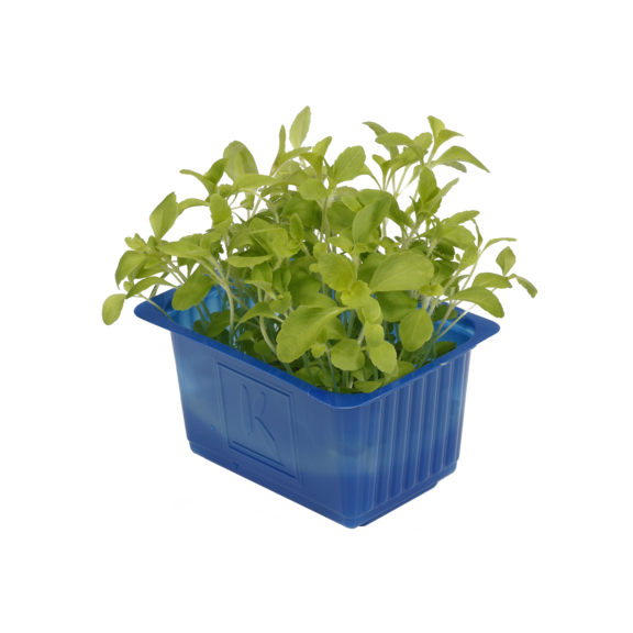 Honny Cress Honny Cress