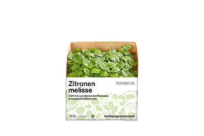 Herbeus Micro Greens Zitronenmelisse