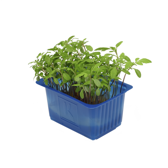 Aclla Cress Aclla Cress