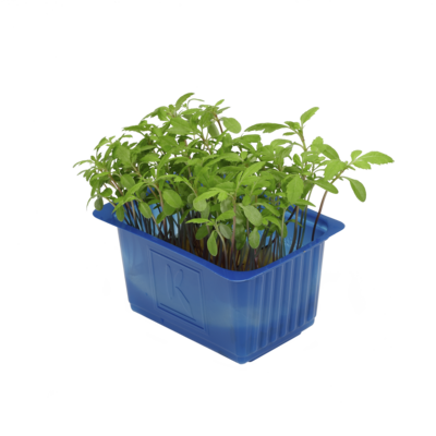 Aclla Cress