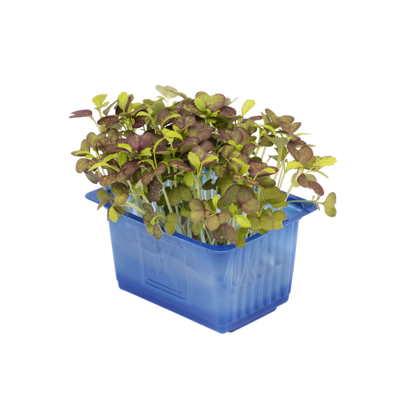 Bicolor Mustard Cress