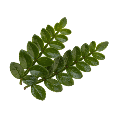 Sansho Leaves