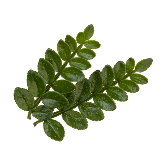 Sansho Leaves Sansho Leaves