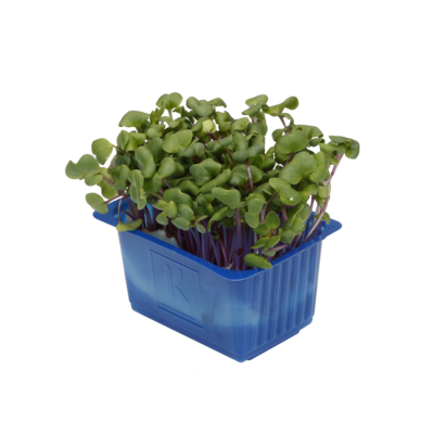 Chilli Cress