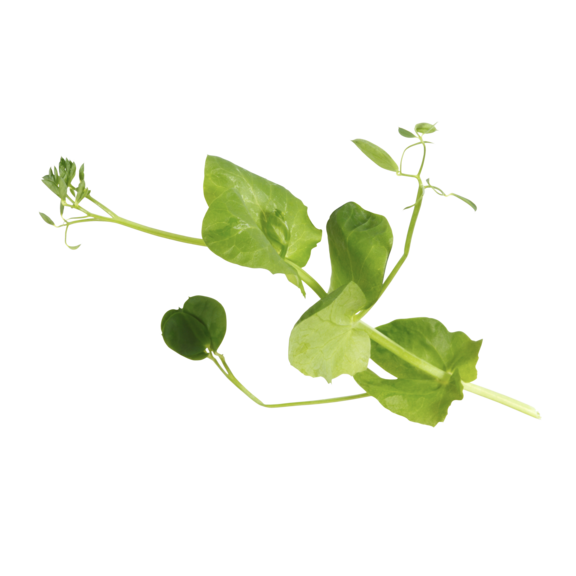 Salad Pea Salad Pea