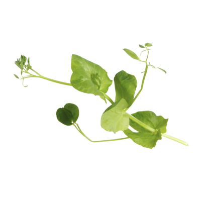 Salad Pea