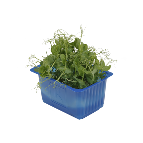 Affilla Cress Affilla Cress