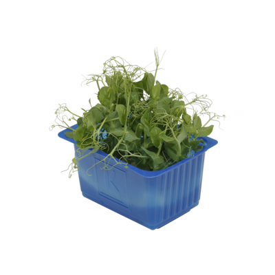 Affilla Cress