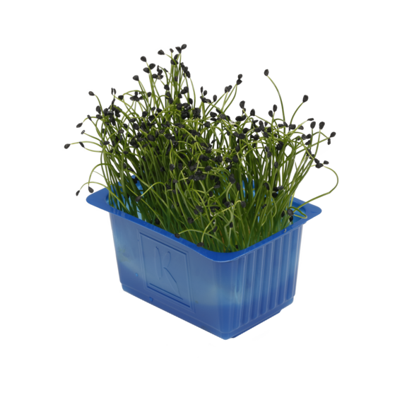 Rock Chives Rock Chives