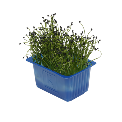 Rock Chives
