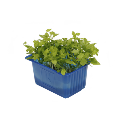 Persinette Cress