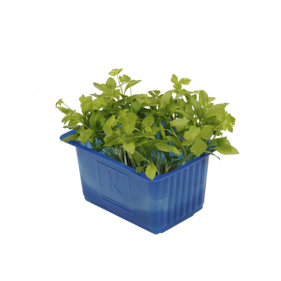 Persinette Cress Persinette Cress