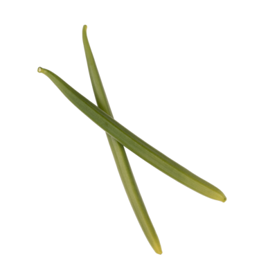 Planifolia Green