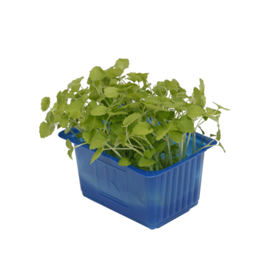 Atsina Cress