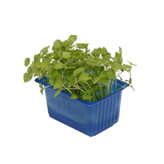 Atsina Cress Atsina Cress