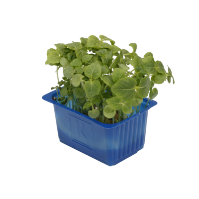 Shiso Green