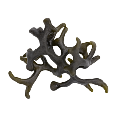 Codium Blue