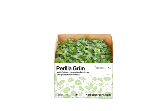 Herbeus Micro Greens Perilla Green Herbeus Micro Greens Perilla Green