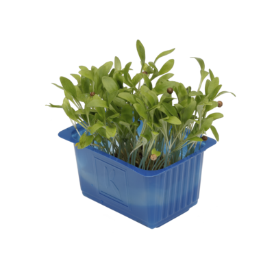 Ghoa Cress