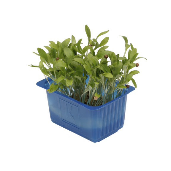 Ghoa Cress Ghoa Cress