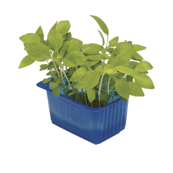 Limon Cress Limon Cress