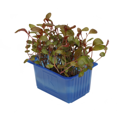 Adji Cress
